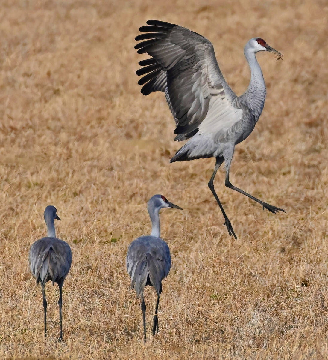 Othello Sandhill Crane Festival coming March 22 The Times