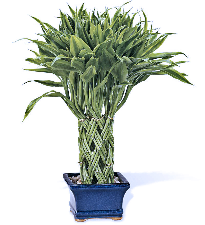 Драцена сандера фото комнатный. Драцена Сандера Dracaena sanderiana. Драцена сандериана (Dracaena sanderiana). Бамбук Драцена Сандера. Драцена Сандера Пальма.